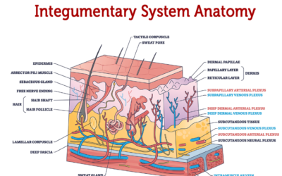 [CPT-4.501]- SURGERY-Integumentary system-(10000 series)